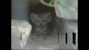 Показаха четири новородени пясъчни котета в израелски зоопарк