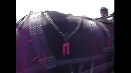 тодоров ден малорад