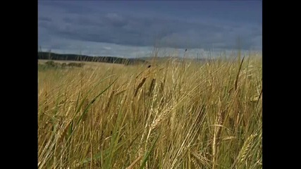 Fields of Gold - Sting