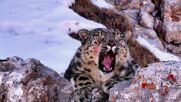 РЕДКИ КАДРИ: Заснеха снежен леопард в Китай (ВИДЕО)