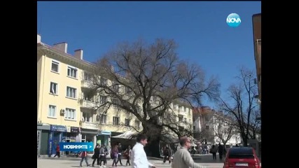 Сливенският бряст стана европейско дърво на годината