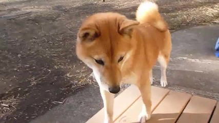 Много красиво куче
