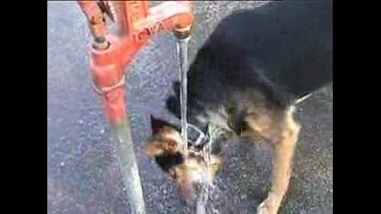 Куче Се Опитва Да Хапе Вода