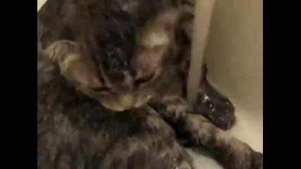 А казвали, че котките мразят водата