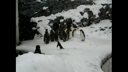 Най щастливото пингвинче