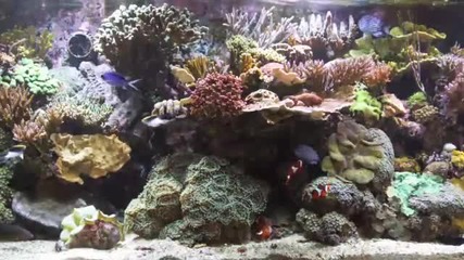 Bluscenes Coral Reef 