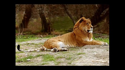 Liger - Кръстоска между Лъв и Тигър 