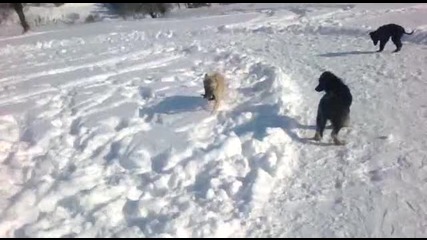 Kangal,nemska,mahalenska