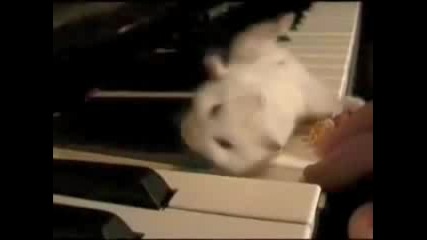 Hamster On A Piano (eating Popcorn) 