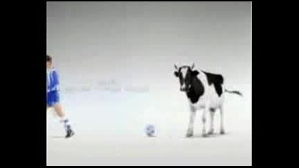 Cow Soccer