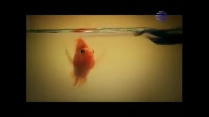 Elena - Ne na mene tiq (hq official video)
