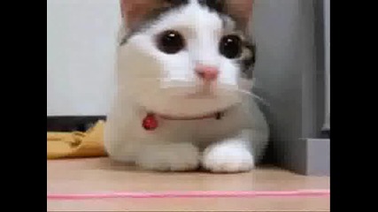 Техно коте