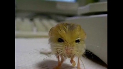 3 грама Животно 
