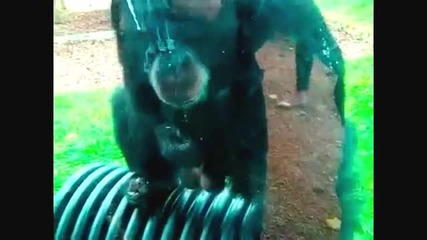 Animal Fails - Funniest ani .2013