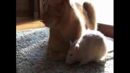 Кой каза че котка и мишка не се обичат?!