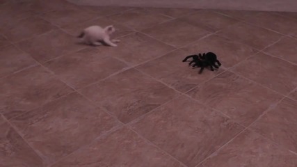 Паяк и котенце !