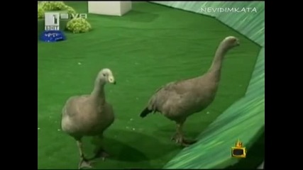Телевизионен Смях И Циркове(г. на ефира)09.06.09