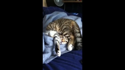 Коте - йога