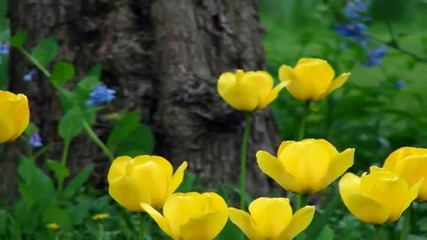 Flowers for all women