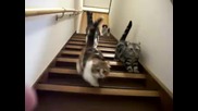 Доста гладни котки слизат по стълбите !!