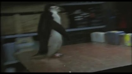 Пингвин джитка пинг понг - Реклама 