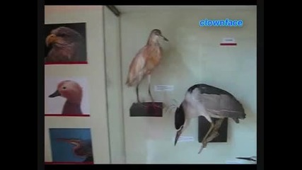prirodonau4en muzei - Varna