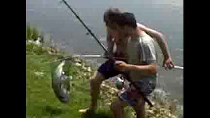 A Ribar