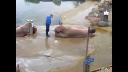 Морски Лъв тренира като Роки 