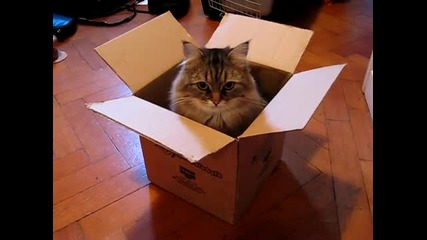 Коте в кашон...