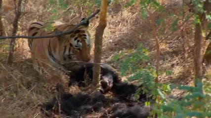 (hd) Tiger Vs Bear, Interspecies interaction in Wild 