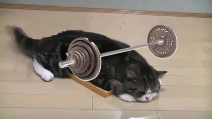 Котка в кутия (rap)
