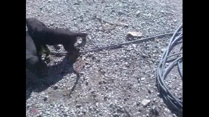 ловни кучета игра