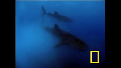 Whaleshark - Китоакула 