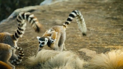 Бг Суб: Островът на лемурите - Мадагаскар * Трейлър * Island of Lemurs - Madagascar - Trailer