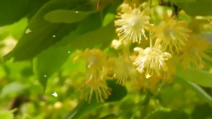 Lime Trees,fragrance and bees! ... ...