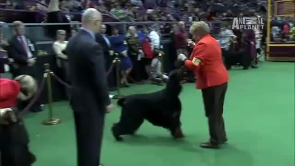 Dogs 101 - Gordon Setter 