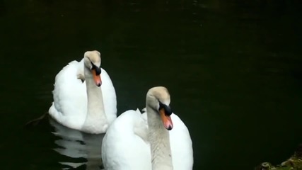 Bird Songs Relaxing Music