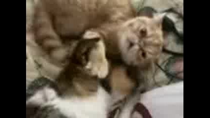 Cat and Dog