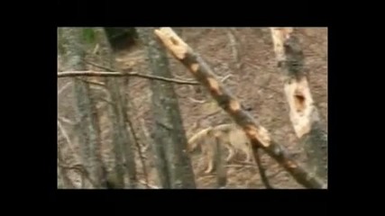 Wolves season (волчий сезон) Part 3 