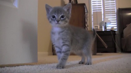 Котенца се борят