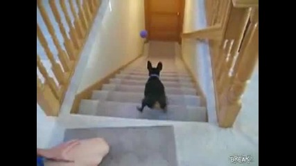 Пинчер лети по стълбите 