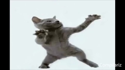 Танцуващи Котки Компилация