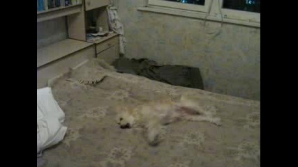 Куче Се Въргаля На Легло