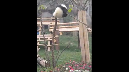 Много Смях! Сладко бебе панда се опитва да строши дърво :d 