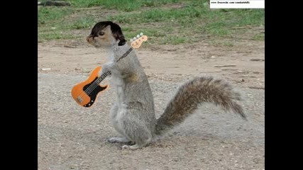 Animal I Have Become - Three Squirrels Grace