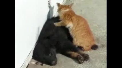 Котка масажира куче