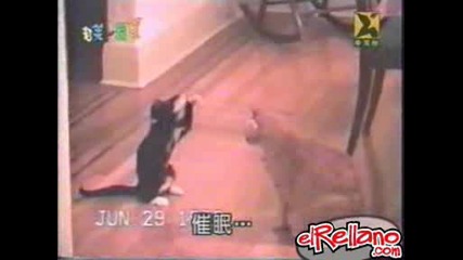 Kungfuvssumo.wmv