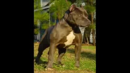 Pitbulls