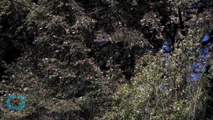 Mexico, US, Canada Groups Ask UN to List Monarch Butterfly Reserve as in Danger