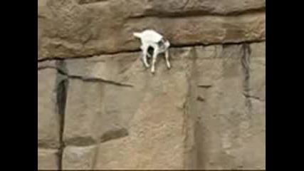 Планинска коза се катери по отвесни скали